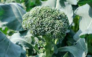 Простые и вкусные заготовки из брокколи на зиму своими руками
