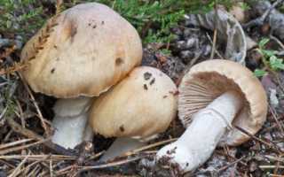 Грибы курочки: +28 фото и описание, как выглядят и сколько варить?