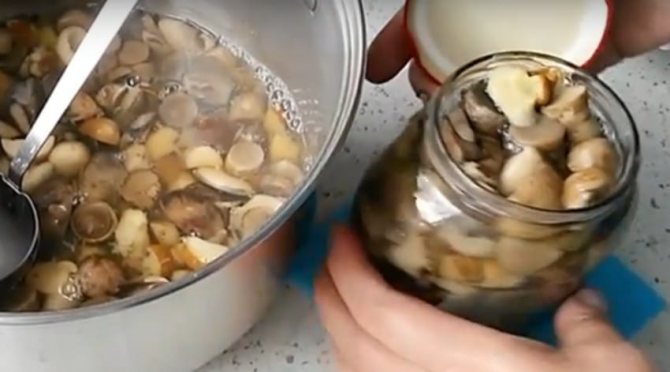 Как мариновать подберезовики на зиму? 4 простых рецепта маринованных грибов в банках