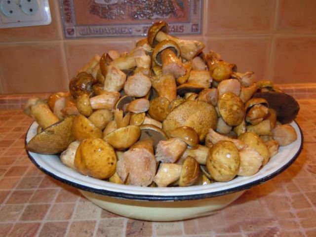 моховики1