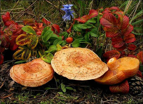 рыжики