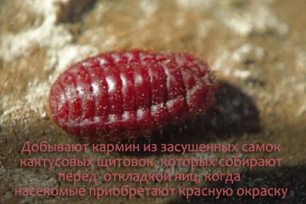 Е120 пищевая добавка. Что это, опасна или нет